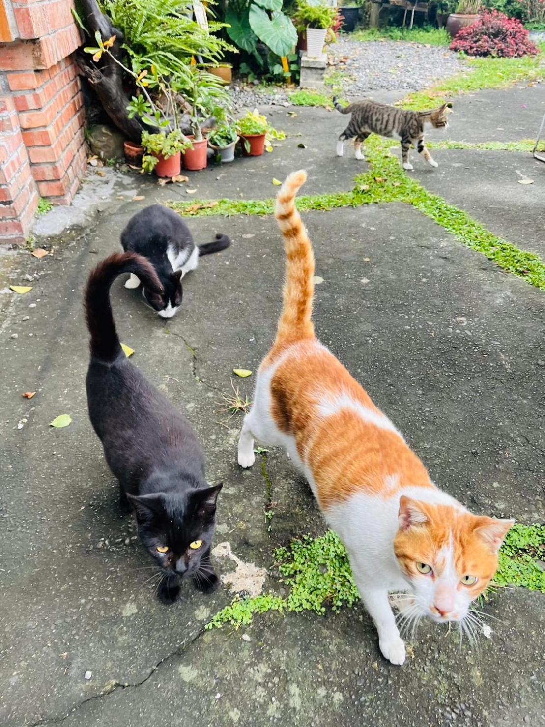 Cat Sky Country Homestay Sanxing Exterior photo