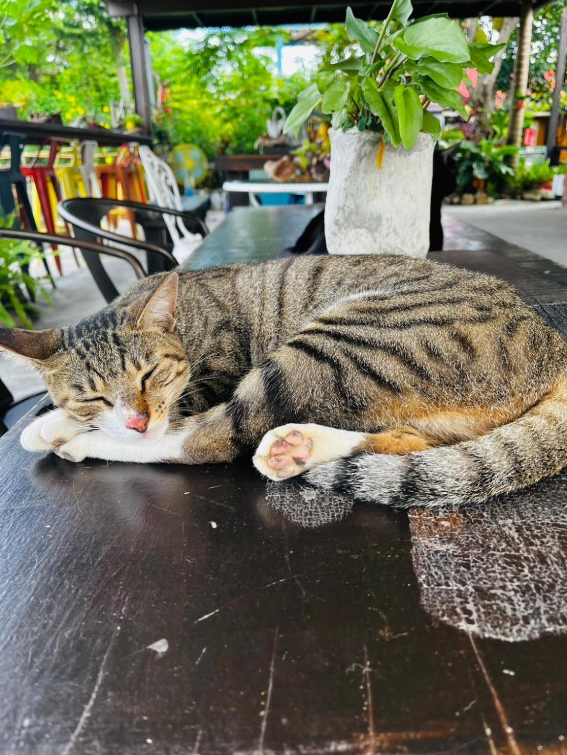 Cat Sky Country Homestay Sanxing Exterior photo